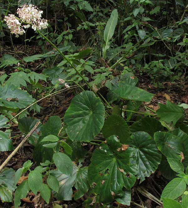 Lotus-leafed Begonia, BEGONIA NELUMBIIFOLIA
