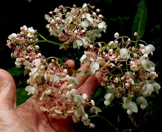 Lotus-leafed Begonia, BEGONIA NELUMBIIFOLIA, flowering head