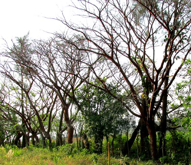 Gumbo-Limbo, BURSERA SIMARUBA, serving as fence trees