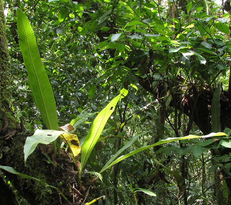 Tailed Strap Fern, CAMPYLONEURUM COSTATUM