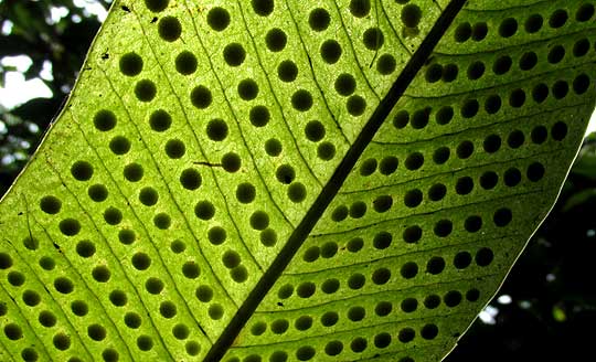 Tailed Strap Fern, CAMPYLONEURUM COSTATUM, sori