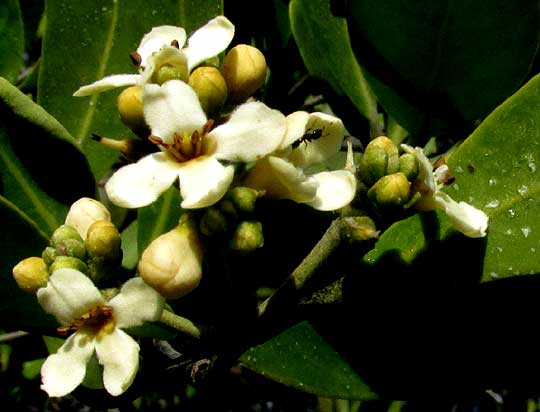  Black Mangrove, AVICENNIA GERMINANS, flowers