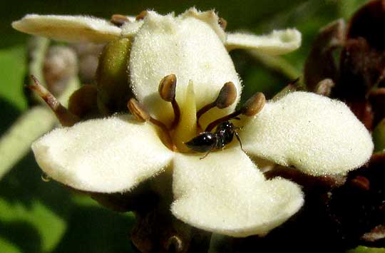 Black Mangrove, AVICENNIA GERMINANS, flower with ant