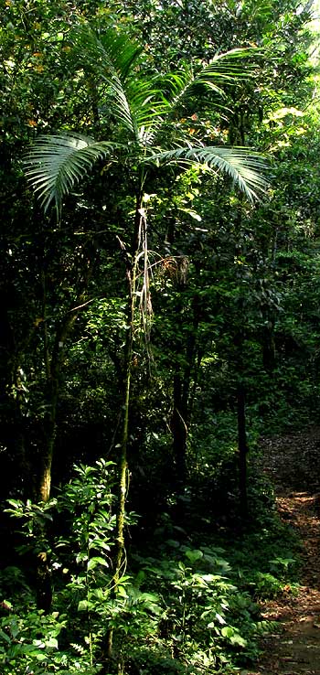 CHAMAEDOREA WOODSONIANA in habitat