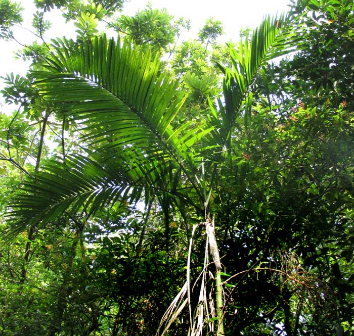 CHAMAEDOREA WOODSONIANA, frond and fruiting cluster