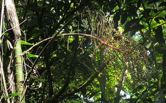 CHAMAEDOREA WOODSONIANA, fruiting cluster