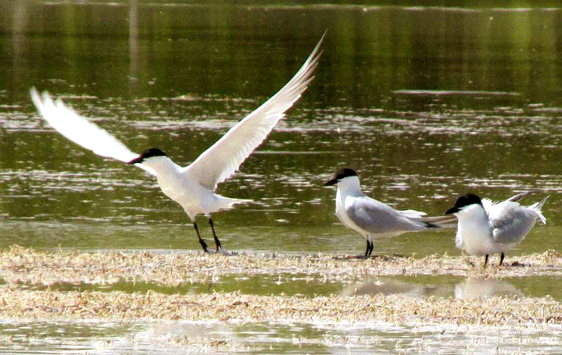 Gull-billed Terns, GELOCHELIDON NILOTICA