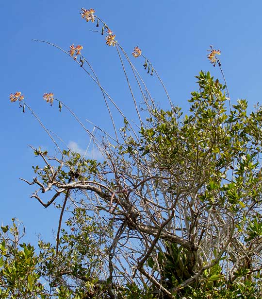 MYRMECOPHILA CHRISTINAE, in mangroves