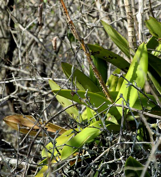 MYRMECOPHILA CHRISTINAE, peduncle with ant debris