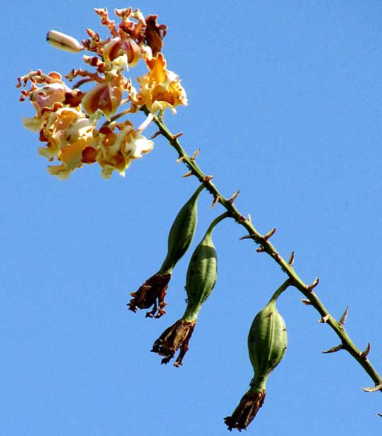 MYRMECOPHILA CHRISTINAE, flowers & fruits