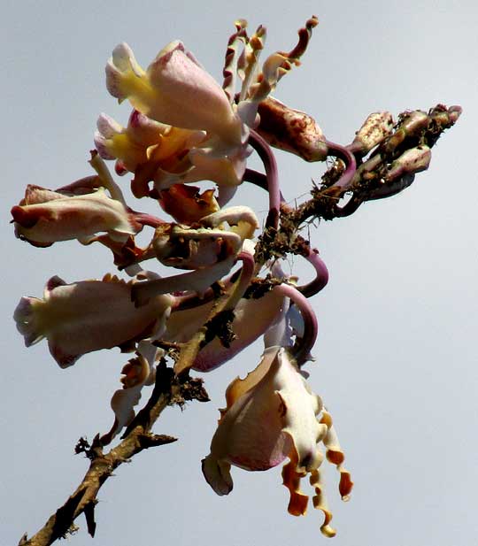 MYRMECOPHILA CHRISTINAE with ant debris in inforescence