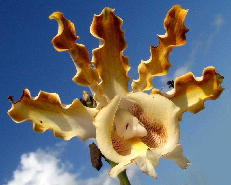 MYRMECOPHILA CHRISTINAE, flower