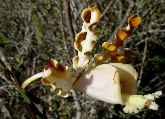 MYRMECOPHILA CHRISTINAE, flower side view