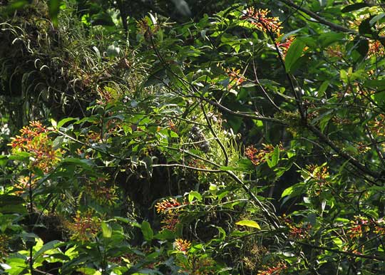 PALICOUREA PADIFOLIA, flowering branches