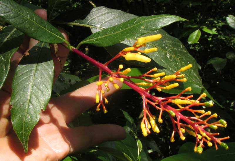 PALICOUREA PADIFOLIA, flowers & leaves