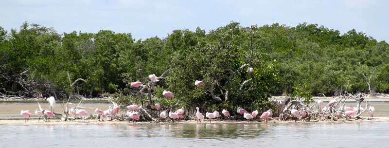  Roseate Spoonbill, AJAIA AJAJA, gathering on island