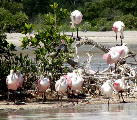  Roseate Spoonbill, AJAIA AJAJA, small flock