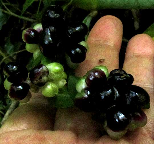 Gentian-leaved Spiderwort, TRADESCANTIA ZANONIA, black, calyx-enveloped fruits