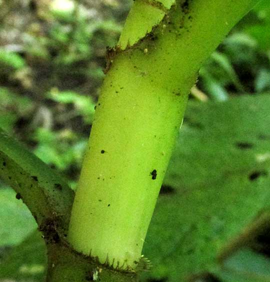 Gentian-leaved Spiderwort, TRADESCANTIA ZANONIA, node 