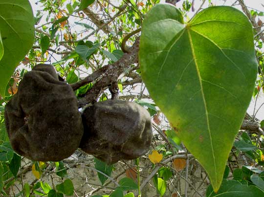 Portia Tree, THESPESIA POPULNEA, fruits