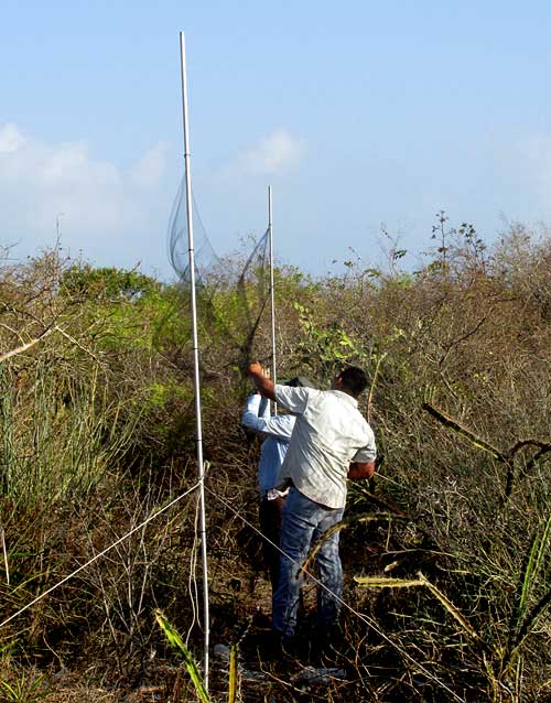 Mist net used for banding Yucatan Wrens, CAMPYLORHYNCHUS YUCATANICUS
