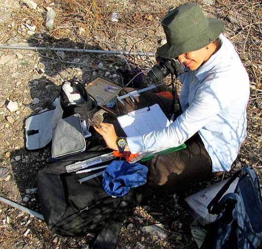 Cuban ornithologist Anay Serrano Rodríguez gathering data on her study of the Yucatan Wren, CAMPYLORHYNCHUS YUCATANICUS, endemic to only the Yucatan Peninsula