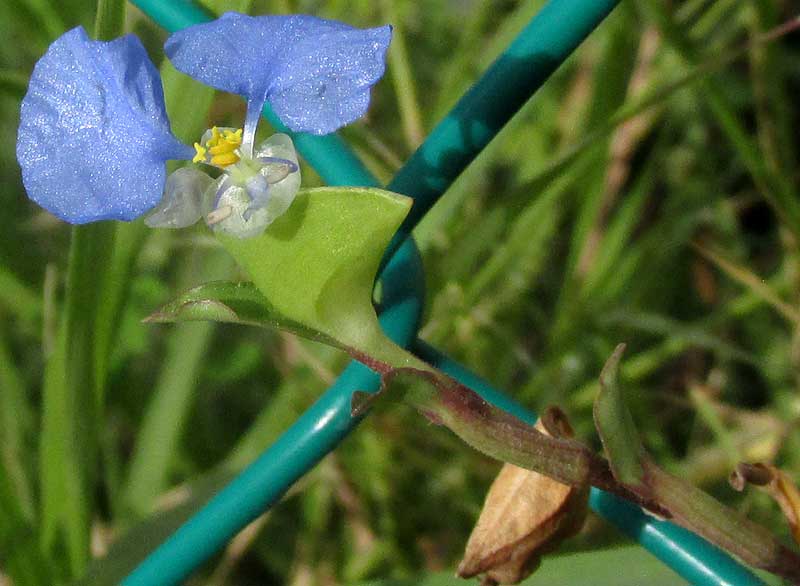 White-mouthed Dayflower, COMMELINA ERECTA, blue variation