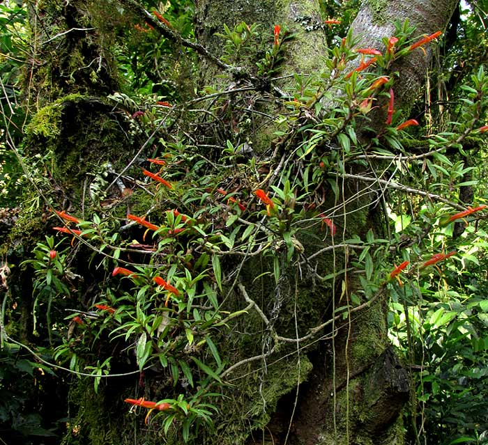 COLUMNEA PURPUSII in habitat