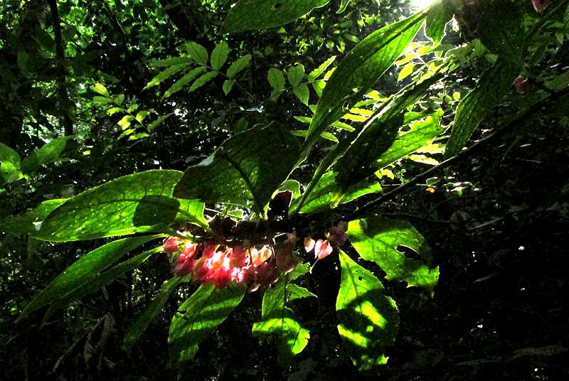 DRYMONIA STRIGOSA in habitat