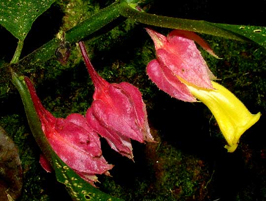 DRYMONIA STRIGOSA, flower