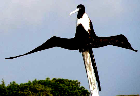 basking Magnificent Frigatebird, FREGATA MAGNIFICENS