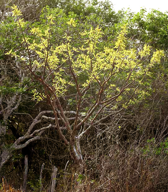 Gumbo-Limbo, BURSERA SIMARUBA, flowering tree