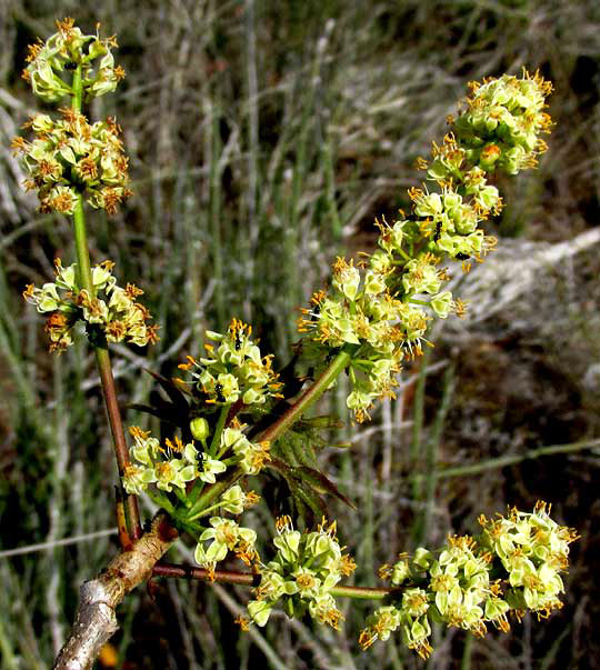 Gumbo-Limbo, BURSERA SIMARUBA, flowering heads