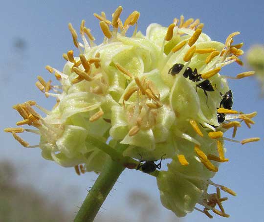 Gumbo-Limbo, BURSERA SIMARUBA, male flower with ants