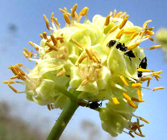 Gumbo-Limbo, BURSERA SIMARUBA, male flower with ants