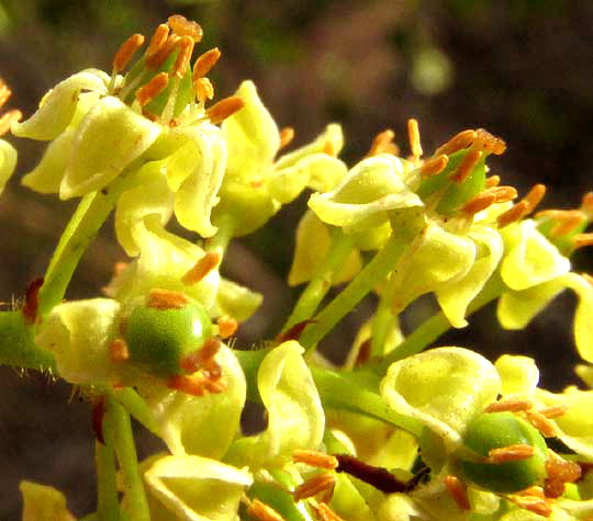 Gumbo-Limbo, BURSERA SIMARUBA, bisexual flowers