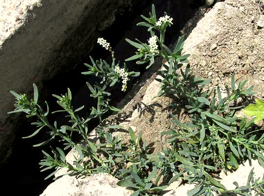 Salt Heliotrope, HELIOTROPIUM CURASSAVICUM