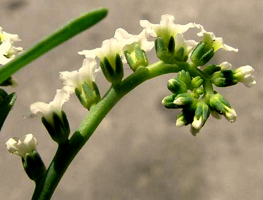 Salt Heliotrope, HELIOTROPIUM CURASSAVICUM, inflorescence