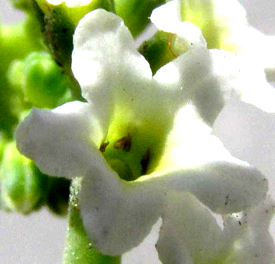 Salt Heliotrope, HELIOTROPIUM CURASSAVICUM, view into flower