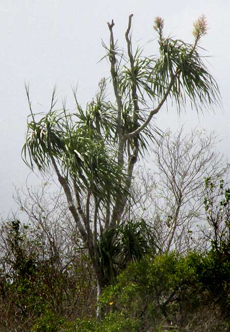 Mexican Ponytail, BEAUCARNEA PLIABILIS in habitat