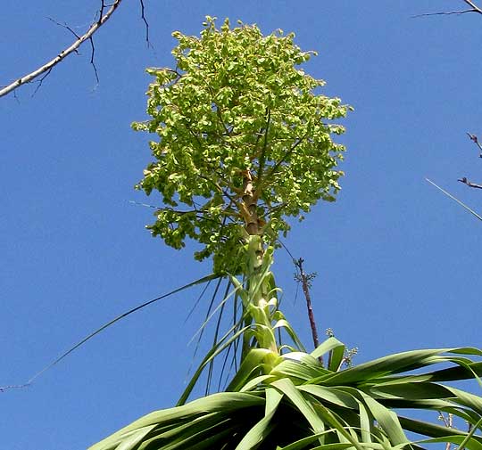 Mexican Ponytail, BEAUCARNEA PLIABILIS, fruiting head