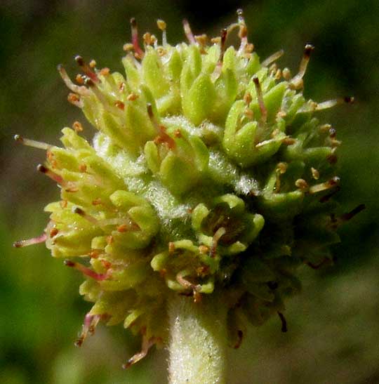 Buttonwood, CONOCARPUS ERECTUS, female flowering head