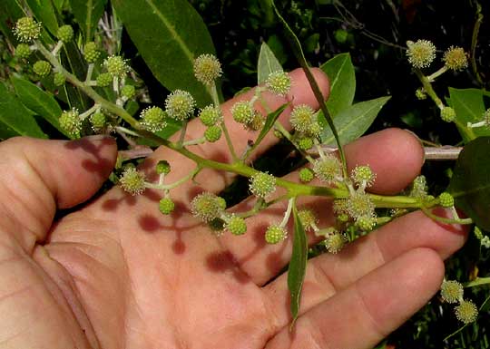 Buttonwood, CONOCARPUS ERECTUS, inflorescence of male flowering heads