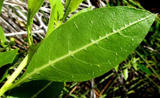 Buttonwood, CONOCARPUS ERECTUS, leaf undersurface showing glands