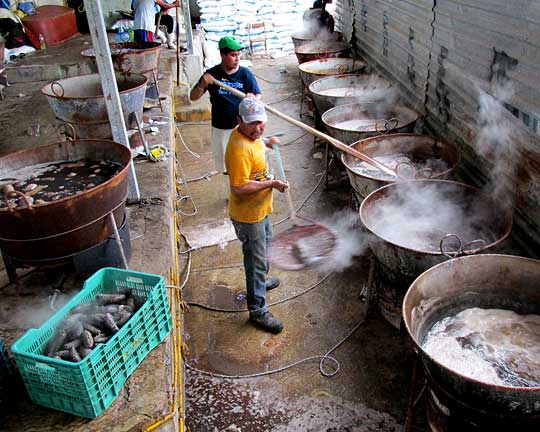 boiling sea cucumbers at Río Lagartos, on the Yucatan Peninsula's northern coast (~N21.60°, ~W88.16°), Yucatán state, México