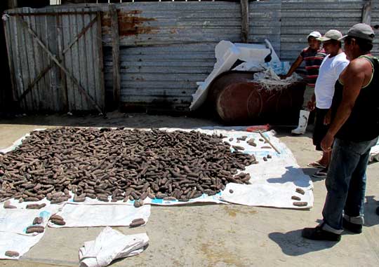 Sea cucumbers drying in the sun at Río Lagartos, on the Yucatan Peninsula's northern coast (~N21.60°, ~W88.16°), Yucatán state, México