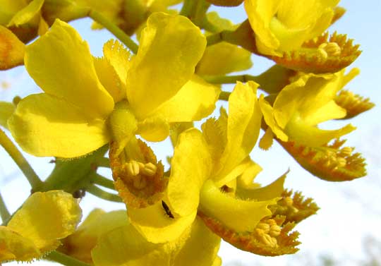 Brazileto, CAESALPINIA MOLLIS, flower close-up