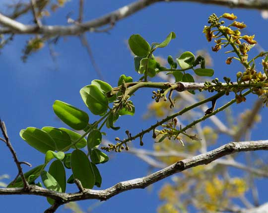 Brazileto, CAESALPINIA MOLLIS, immature leaves