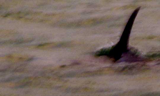 dolphin dorsal fin above water