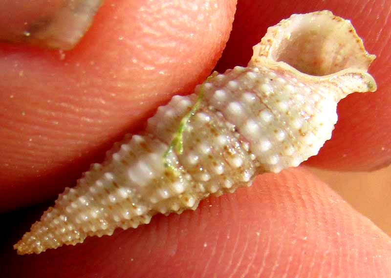 Flyspeck Cerith, CERITHIUM MUSCARUM